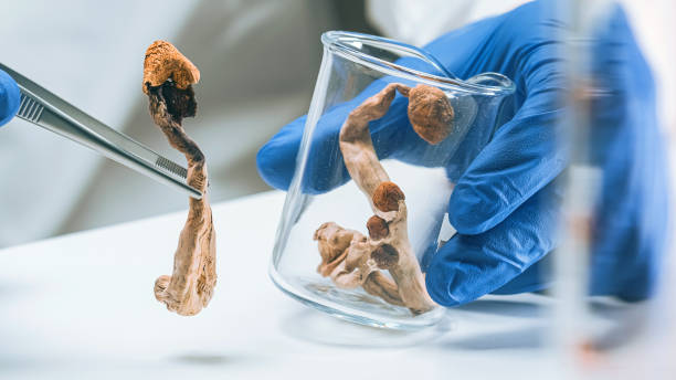 psilocybin gummies,