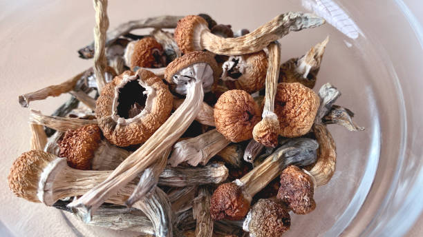SoulCybin Wellness Guide